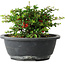 Chaenomeles speciosa, 15 cm, ± 25 Jahre alt