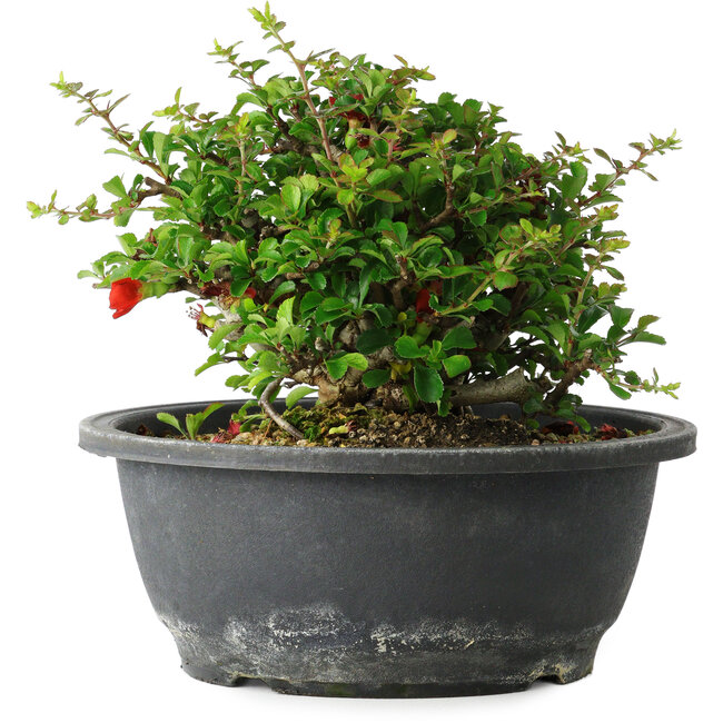 Chaenomeles speciosa, 15 cm, ± 25 Jahre alt