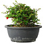 Chaenomeles speciosa, 15 cm, ± 25 Jahre alt