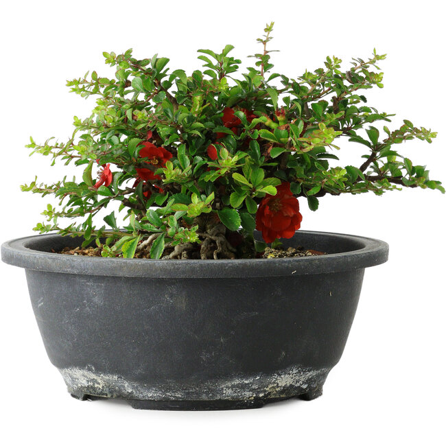 Chaenomeles speciosa, 15 cm, ± 25 years old