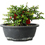 Chaenomeles speciosa, 15 cm, ± 25 Jahre alt