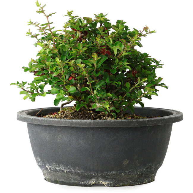 Chaenomeles speciosa, 15 cm, ± 25 Jahre alt