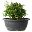 Chaenomeles speciosa, 15 cm, ± 25 Jahre alt
