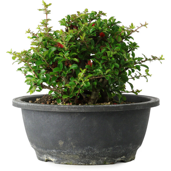 Chaenomeles speciosa, 15 cm, ± 25 años