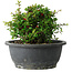 Chaenomeles speciosa, 15 cm, ± 25 Jahre alt