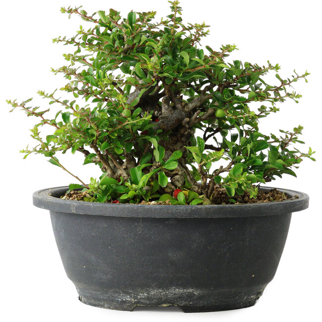 Chaenomeles speciosa, 15 cm, ± 25 Jahre alt