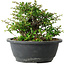 Chaenomeles speciosa, 15 cm, ± 25 Jahre alt