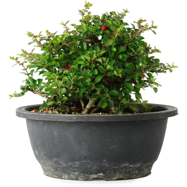 Chaenomeles speciosa, 15 cm, ± 25 years old