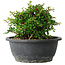 Chaenomeles speciosa, 15 cm, ± 25 Jahre alt