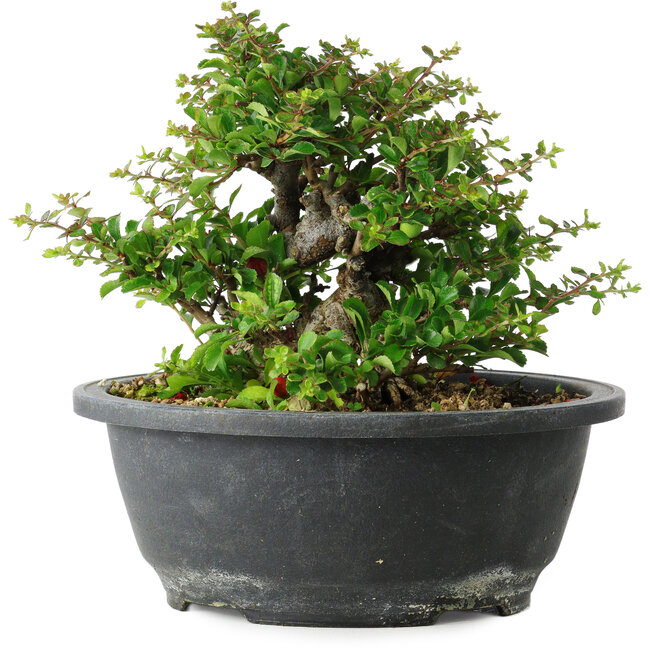 Chaenomeles speciosa, 15 cm, ± 25 ans