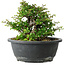 Chaenomeles speciosa, 15 cm, ± 25 Jahre alt
