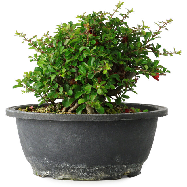 Chaenomeles speciosa, 15 cm, ± 25 jaar oud