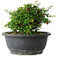 Chaenomeles speciosa, 15 cm, ± 25 Jahre alt