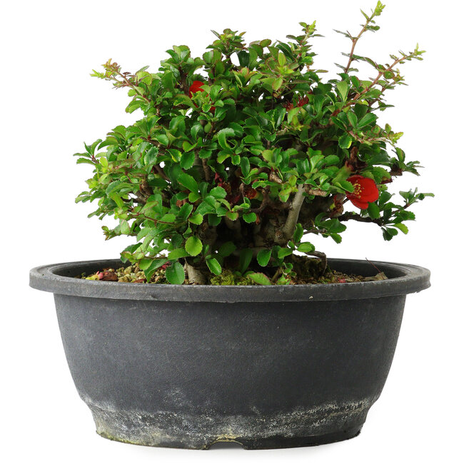 Chaenomeles speciosa, 15 cm, ± 25 years old