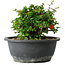 Chaenomeles speciosa, 15 cm, ± 25 Jahre alt