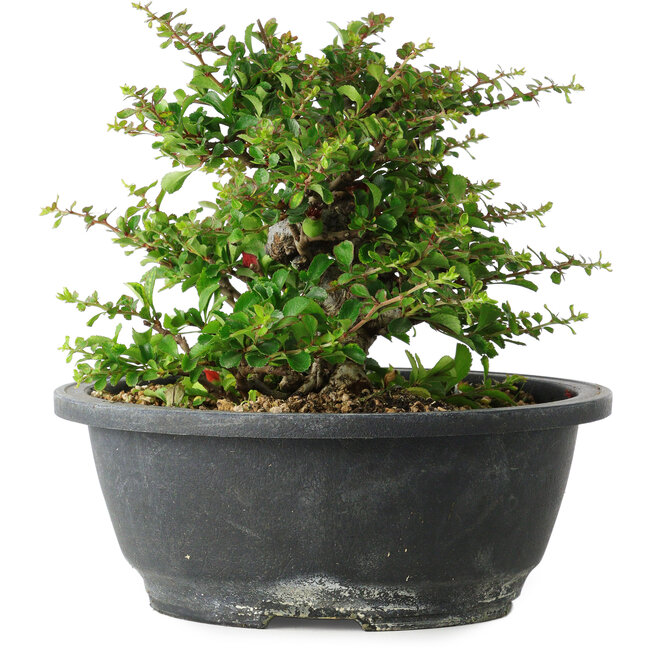 Chaenomeles speciosa, 15 cm, ± 25 years old