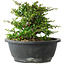 Chaenomeles speciosa, 15 cm, ± 25 Jahre alt