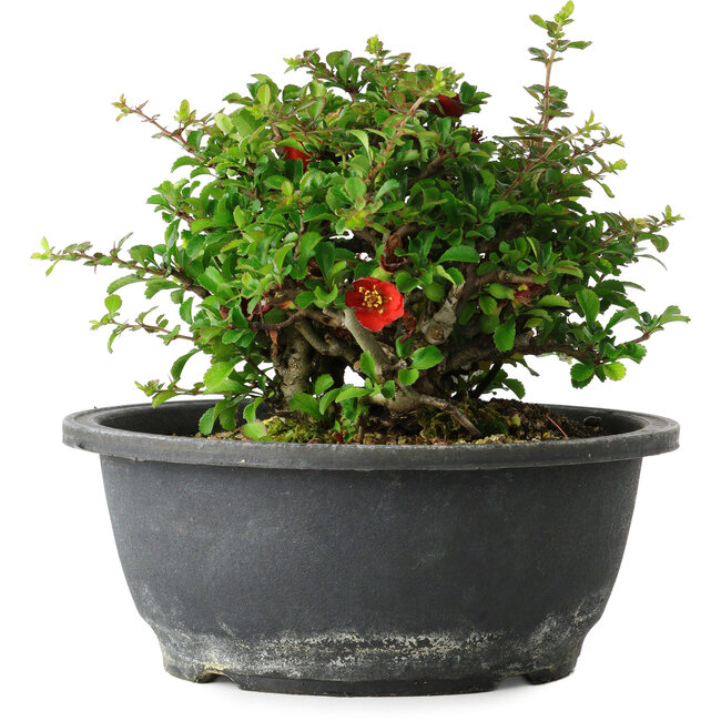 Chaenomeles speciosa, 15 cm, ± 25 ans