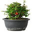 Chaenomeles speciosa, 15 cm, ± 25 Jahre alt