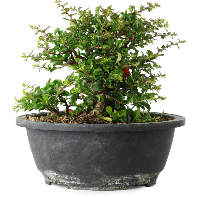 Chaenomeles speciosa, 15 cm, ± 25 jaar oud