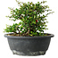 Chaenomeles speciosa, 15 cm, ± 25 Jahre alt