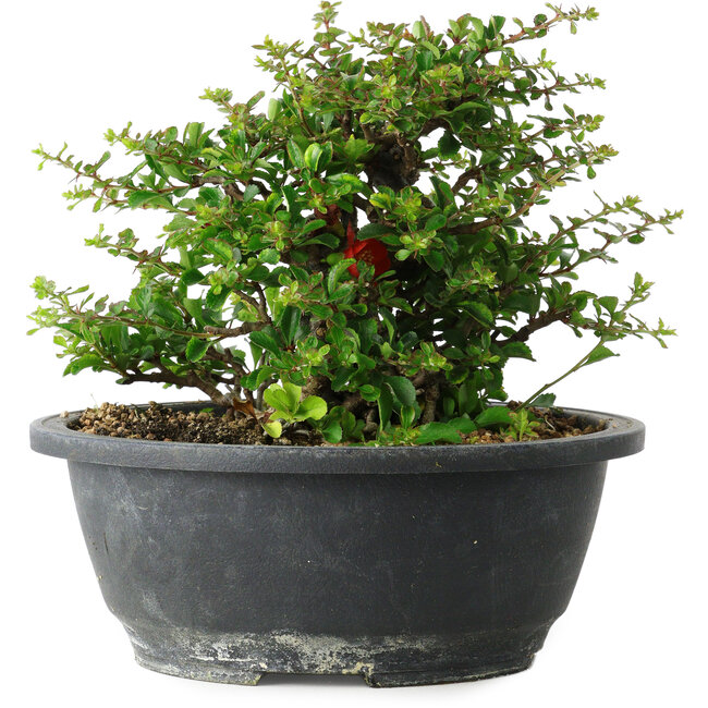 Chaenomeles speciosa, 15 cm, ± 25 ans