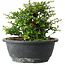 Chaenomeles speciosa, 15 cm, ± 25 Jahre alt