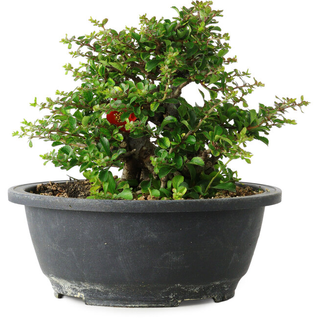 Chaenomeles speciosa, 15 cm, ± 25 años