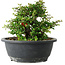 Chaenomeles speciosa, 15 cm, ± 25 Jahre alt