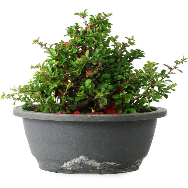 Chaenomeles speciosa, 15 cm, ± 25 years old