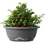 Chaenomeles speciosa, 15 cm, ± 25 Jahre alt