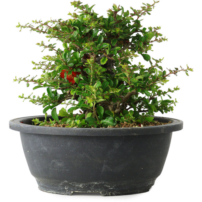 Chaenomeles speciosa, 15 cm, ± 25 years old