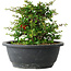 Chaenomeles speciosa, 15 cm, ± 25 Jahre alt
