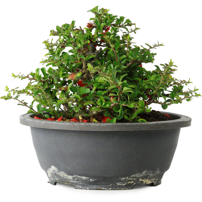 Chaenomeles speciosa, 15 cm, ± 25 años