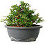Chaenomeles speciosa, 15 cm, ± 25 Jahre alt