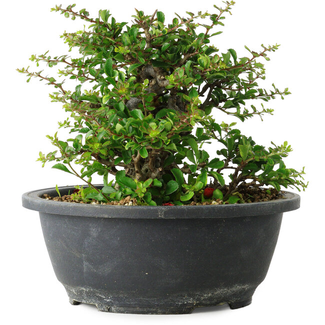 Chaenomeles speciosa, 15 cm, ± 25 ans