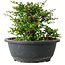 Chaenomeles speciosa, 15 cm, ± 25 Jahre alt