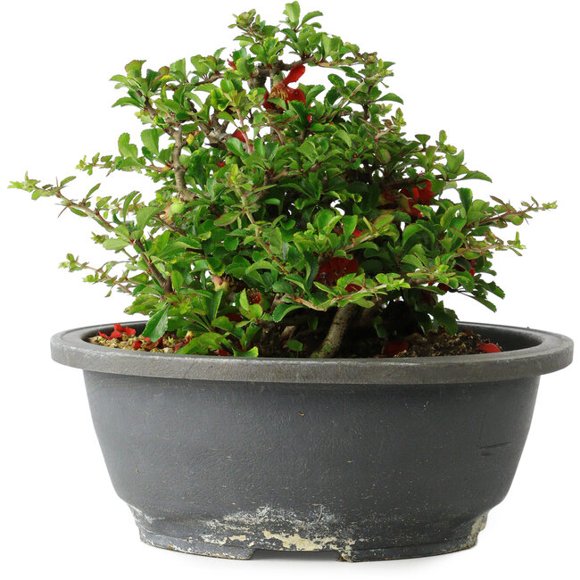 Chaenomeles speciosa, 15 cm, ± 25 years old