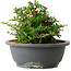Chaenomeles speciosa, 15 cm, ± 25 Jahre alt