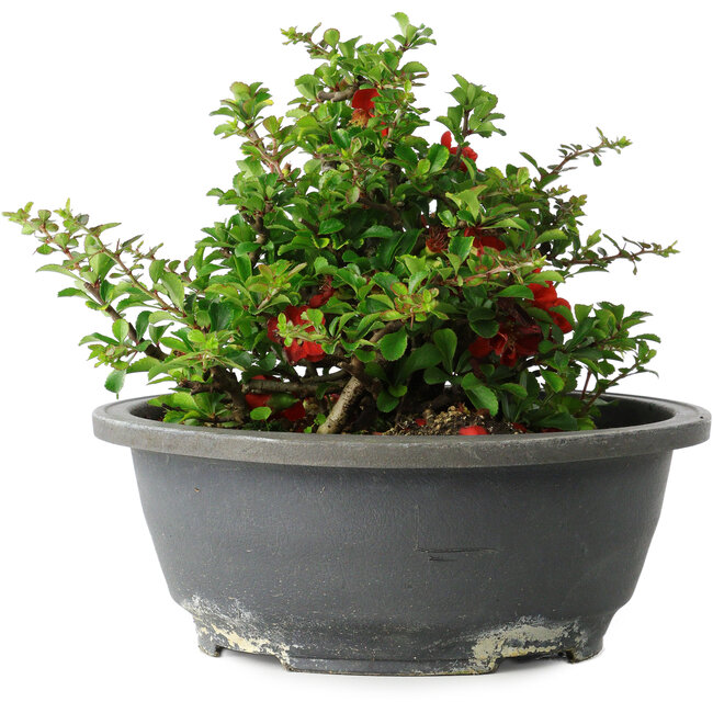 Chaenomeles speciosa, 15 cm, ± 25 jaar oud