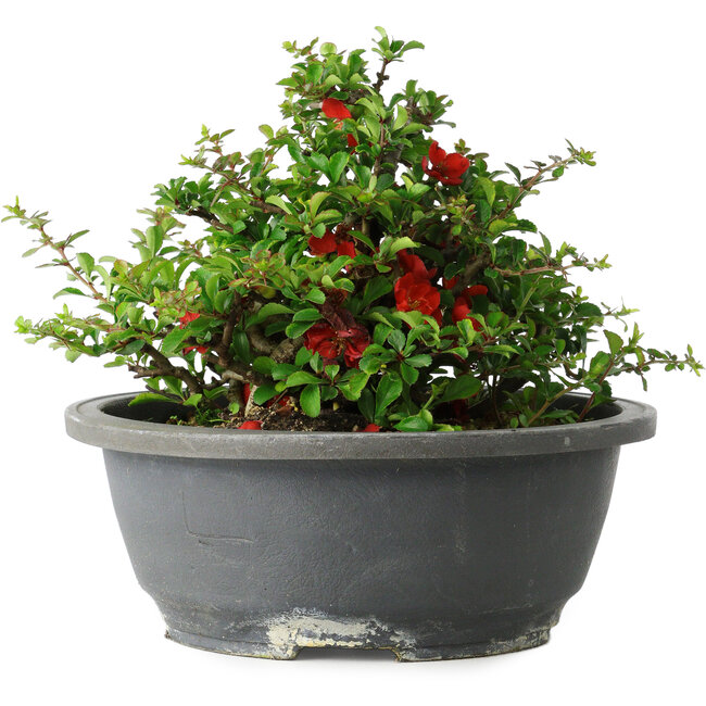 Chaenomeles speciosa, 15 cm, ± 25 years old