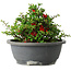 Chaenomeles speciosa, 15 cm, ± 25 Jahre alt