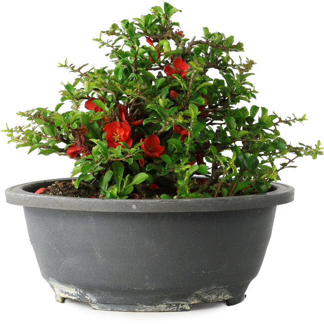 Chaenomeles speciosa, 15 cm, ± 25 jaar oud
