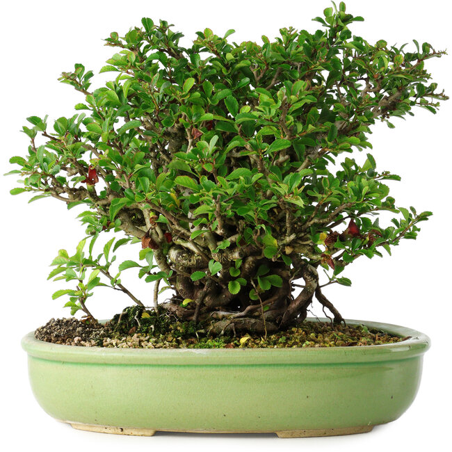 Chaenomeles speciosa, 21 cm, ± 30 Jahre alt
