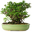 Chaenomeles speciosa, 21 cm, ± 30 jaar oud