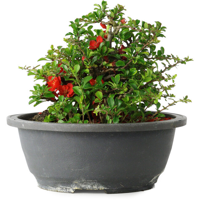 Chaenomeles speciosa, 15 cm, ± 25 years old