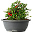 Chaenomeles speciosa, 15 cm, ± 25 Jahre alt