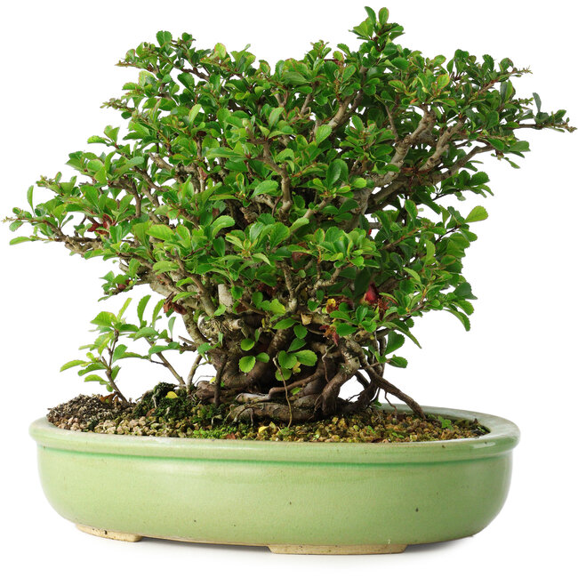 Chaenomeles speciosa, 21 cm, ± 30 jaar oud