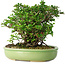 Chaenomeles speciosa, 21 cm, ± 30 Jahre alt