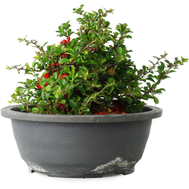 Chaenomeles speciosa, 15 cm, ± 25 years old